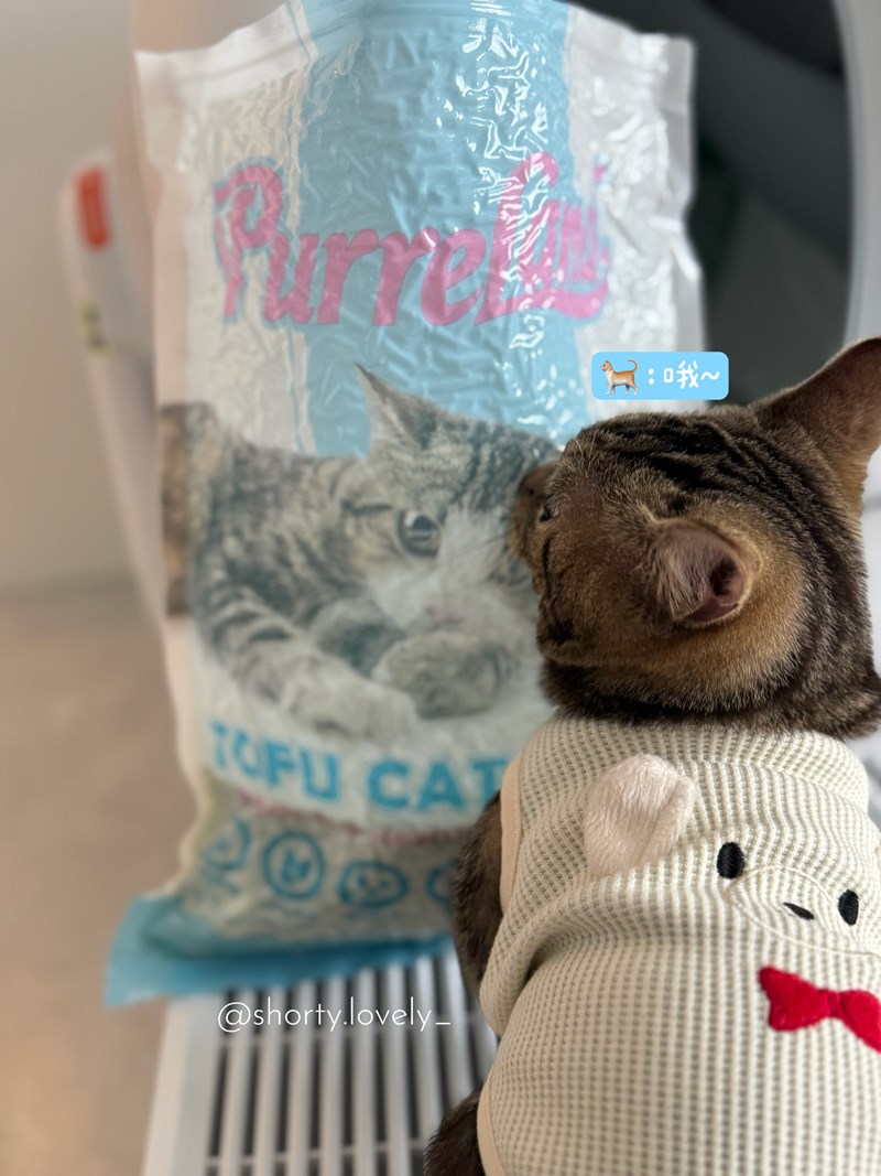 女人知己試用大隊,口碑行銷,部落客行銷,PurreLand 倍淨豆腐貓砂,好市多購買,COSTCO購買,豆腐貓砂,PurreLand倍淨,低粉塵,易清理,可沖馬桶,提供絕佳的除臭與凝結力,豆腐貓砂評價,貓砂評價,使用心得,貓砂分享,好用,原味,綠茶,豆腐砂,水量需完全覆蓋貓砂,水量需貓砂的2~3倍以上,豆腐砂評價,高CP值,划算